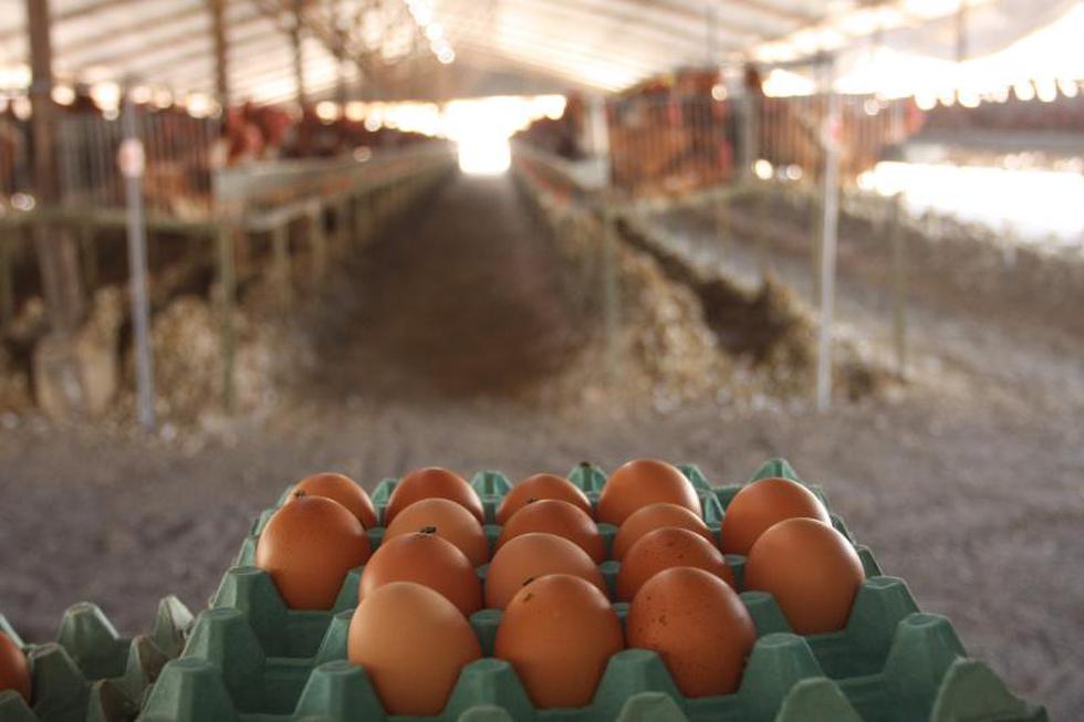 Arequipa produce mil toneladas de huevos al mes