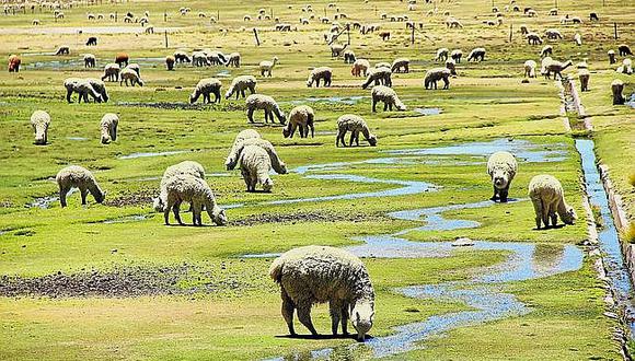 El 60% de la producción de fibra de alpaca carece de calidad