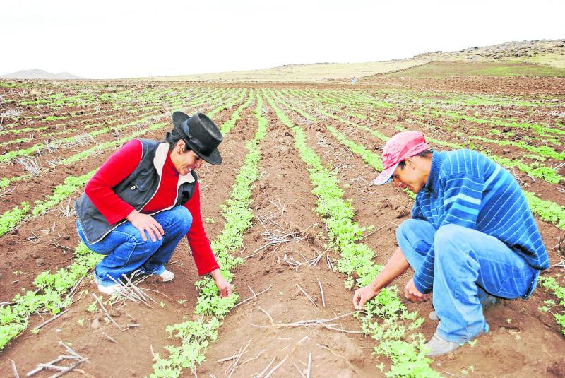 España financia siembra de quinua en comunidades
