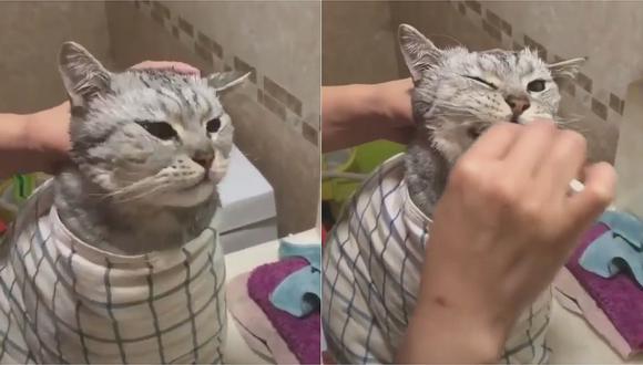 Gatito “cepillándose sus dientes” es el video que está causando furor en Facebook (VIDEO)