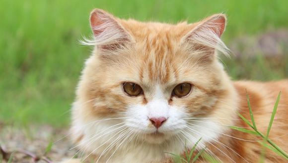 La historia de Oscar, el gato capaz de predecir la muerte de pacientes en un geriátrico de Estados Unidos. (Foto: Referencial / Pixabay)