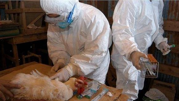 Científicos tomando muestras de un ave para evaluar si está infectado con la gripe aviar. Foto: Referencial
