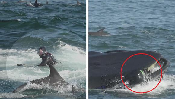 Un buzo es engullido y escupido por una ballena (VIDEO)