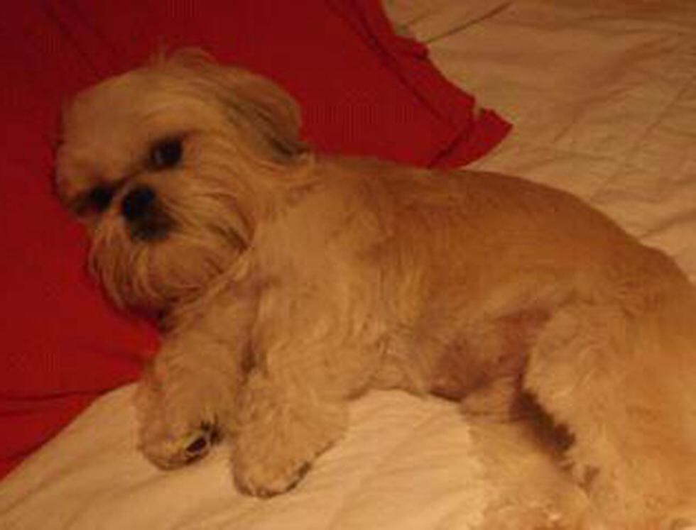 Hoy se celebra el Día Mundial de los Animales