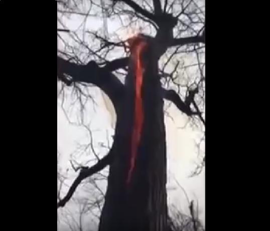 ​YouTube: "árbol endemoniado" quema solo en su interior