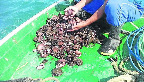 Revelan gran mortandad de conchas en Paracas