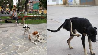 Más de 4 mil perros callejeros en Huánuco “crean un problema de salud pública”