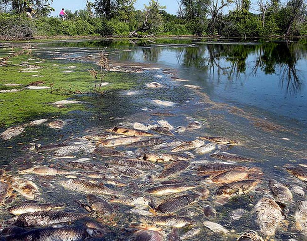 Argentina: Mueren cientos de peces en una reserva por la ola de calor