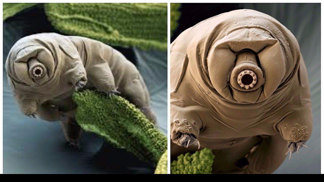 "Osos de agua", una especie que promete no extinguirse jamás