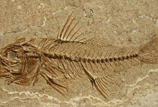 México: Hallan  fósiles de peces de 110 millones de años de antigüedad