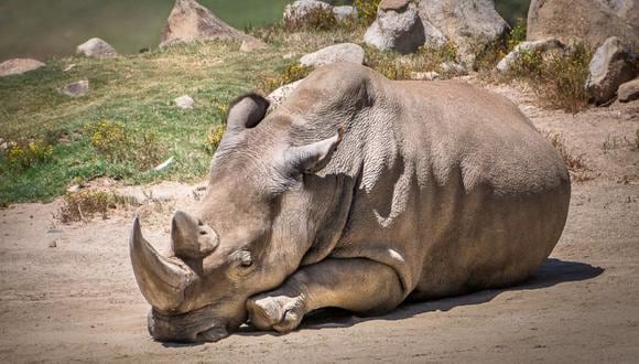 Angalifu: Murió el sexto rinoceronte blanco que quedaba en todo el mundo