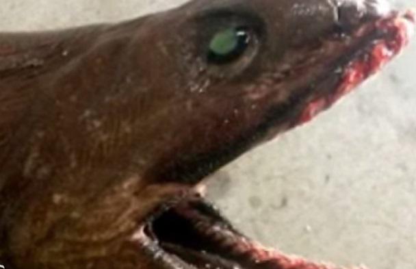 Pescan tiburón prehistórico en Australia (VIDEO)