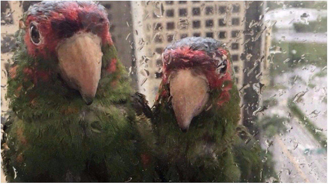 Huracán Irma: estos loritos conmueven las redes sociales al buscar refugio en hotel (FOTO)