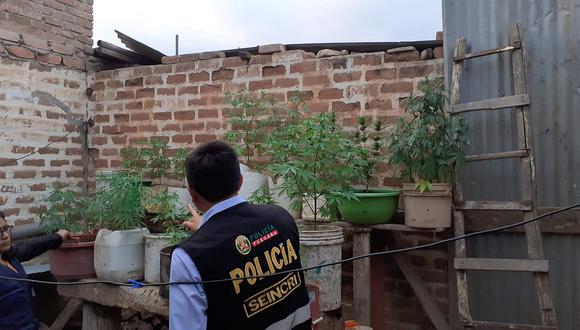 Hallan 33 plantas de marihuana en vivienda de Chongoyape