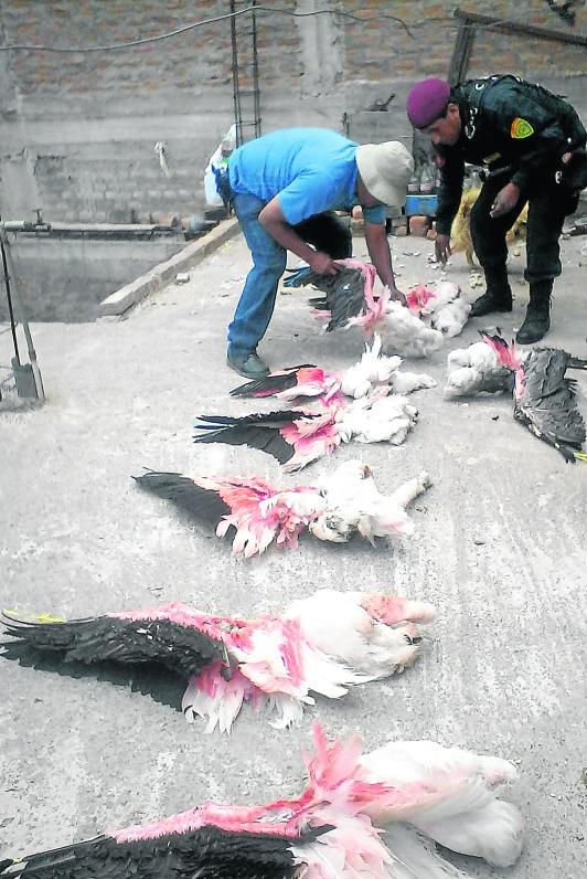 Puno: Mujer disecaba parihuanas para venderlas en parada