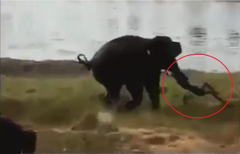 ​YouTube: Elefante aplasta a hombre hasta matarlo