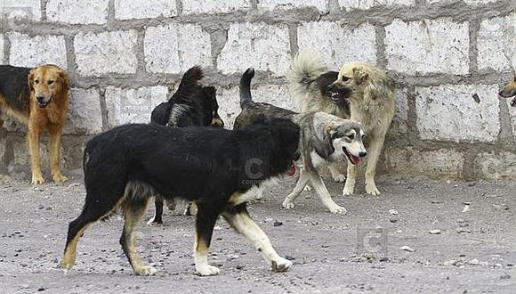 Gersa detectó caso número 13 de rabia canina en Arequipa