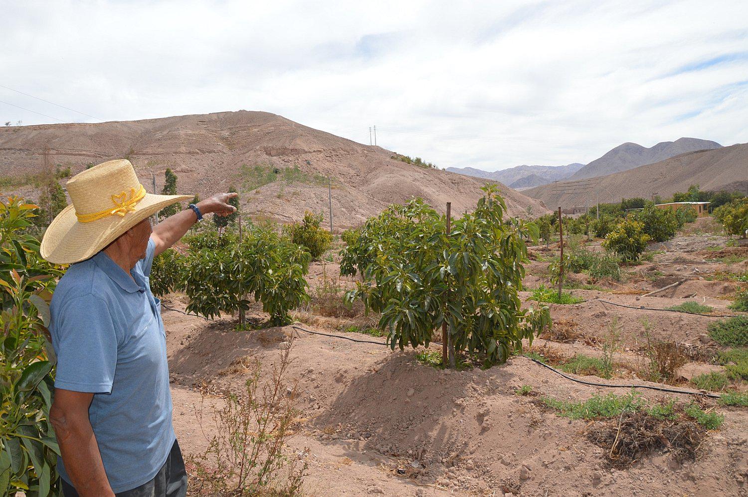 Con redes empresariales moqueguanos buscan exportar palta y uva de mesa