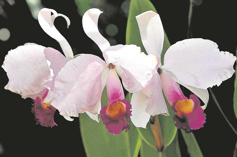Orquídeas: florecen en Perú para adornar el mundo
