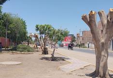 Lambayeque: Árboles que daban sombra quedan en solo troncos y denuncian a alcalde