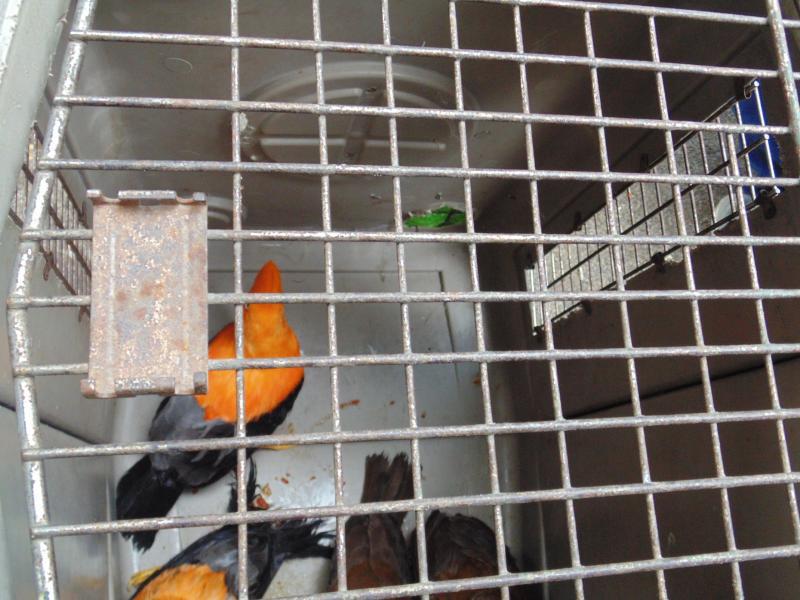 Chanchamayo: Decomisan gallito de las rocas de zoológico