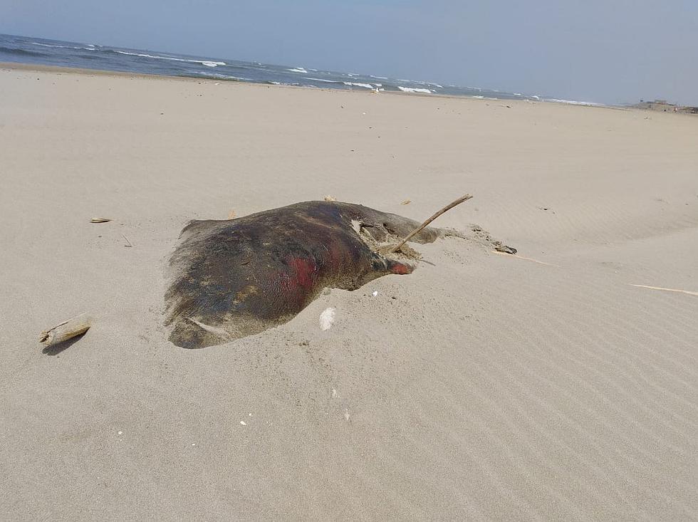 Aparecen especies marinas muertas en playas de Chiclayo (VIDEO Y FOTOS)