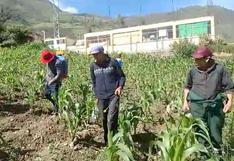Intensas lluvias y heladas afectan más de 1200 hectáreas de cultivos en Huancavelica 