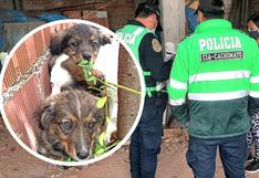 Denunciarán ante la Fiscalía a hombre acusado de enterrar vivos a cachorros en Cusco (VIDEO)