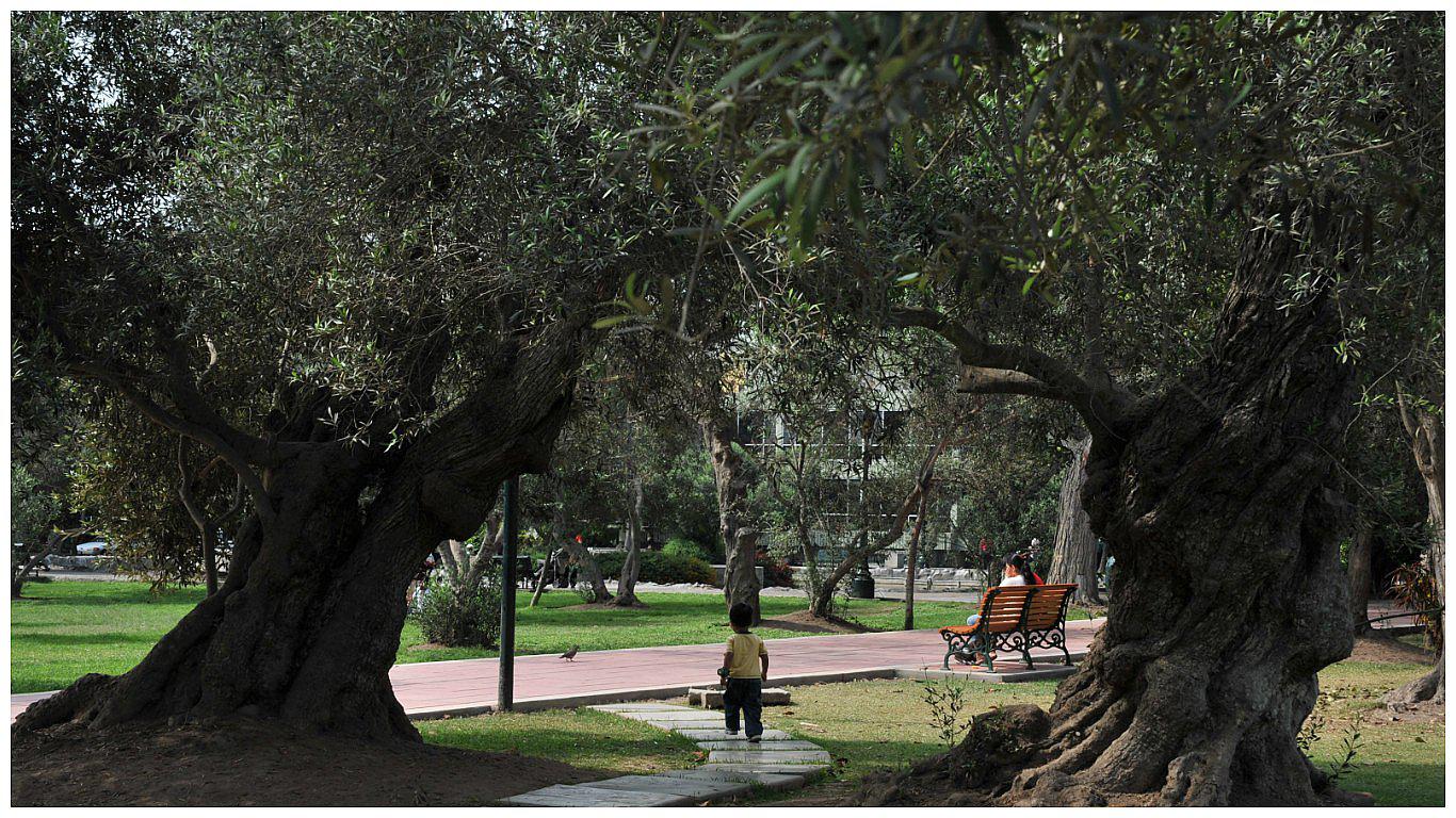 San Isidro: El Olivar sufre falta de agua y riego