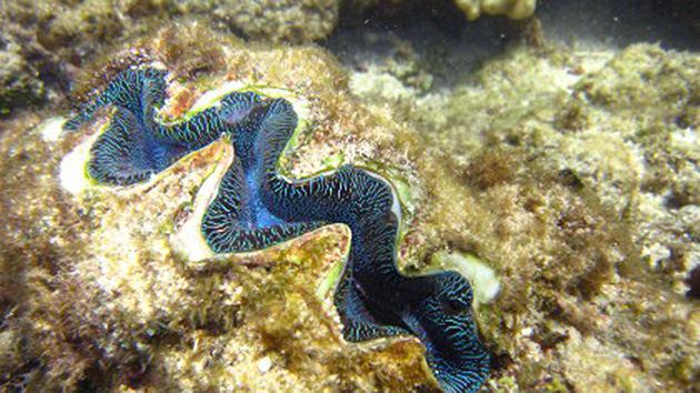 Encuentra nueva especie de almeja gigante en Australia