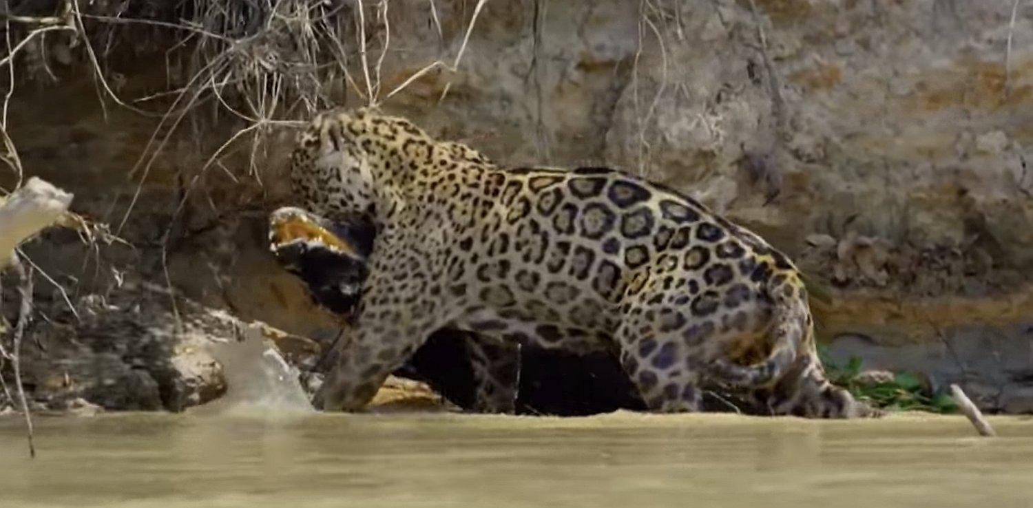 Caimán muere a manos de un jaguar en pelea bajo el agua y video impresiona a cibernautas