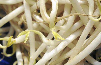 Frijolito chino sería el foco de mortal bacteria