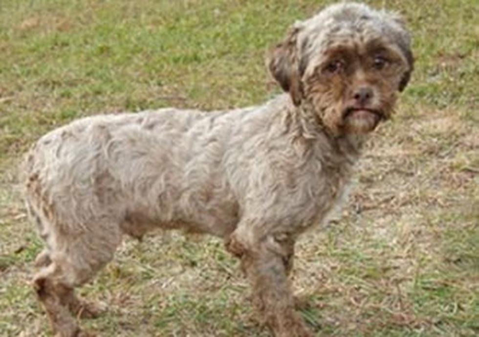 Perrito con rostro humano fue salvado de ser sacrificado