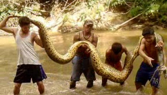 Iquitos: capturan y matan a anaconda de ocho metros