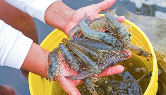 Gobierno Regional de Arequipa incumple con algunos trámites para recuperar el crustáceo en los ríos Majes, Ocoña y Camaná. (Foto: Produce)