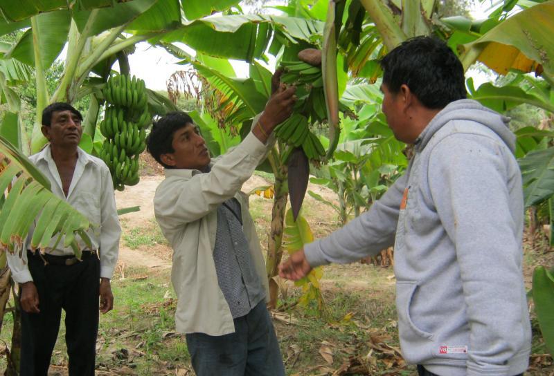 'Mancha roja' afecta a plantaciones de banano orgánico
