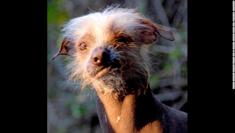 Concurso premia a los perros más feos (FOTOS)