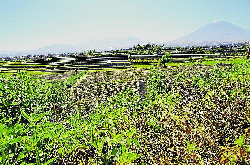 Depredan 2 mil hectáreas de áreas verdes  al año en Arequipa