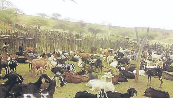 Muerte masiva de ganado en Casitas 