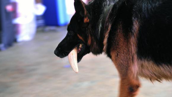 Brigada canina contra tráfico ilegal de marfil en Kenia
