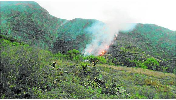 ​Varias hectáreas de vegetación afectadas por incendio forestal