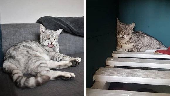 Gato es viral en internet por padecer extraño mal (FOTOS)