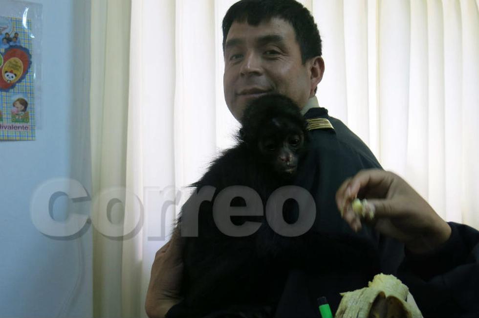 Rescatan a mono maquisapa que era atacado por perros 