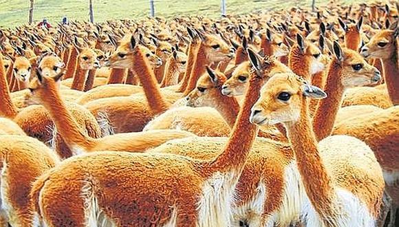 Manejo de vicuñas en semi cautiverio provocarían contagio de sarna