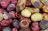 Tarma: Japoneses visitarán Huasahuasi para conocer variedades de papa nativa