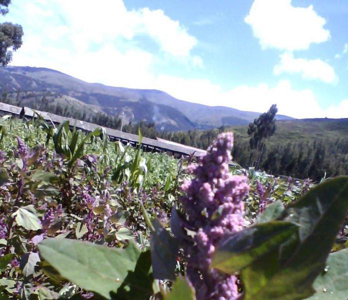Existen pocos terrenos para cultivo de quinua