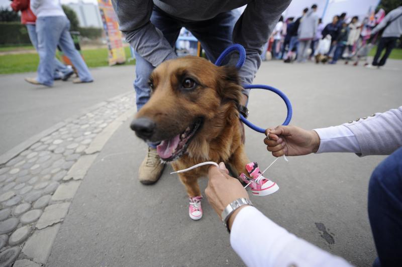 Veterinario Rodrigo Rondón explica ¿por qué muerden las mascotas?