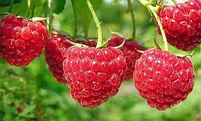 ADEX: Frambuesas es el próximo boom de exportación