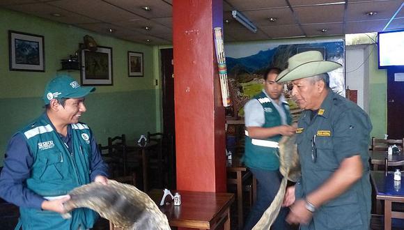 Tacna es la pieza clave del tráfico de fauna silvestre en la zona sur