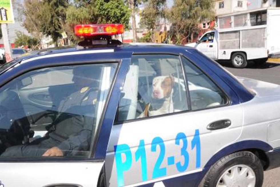 México: Policías "arrestan" a perro (Fotos)